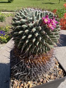Mammillaria erythraea